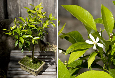 Tangerine Bonsai