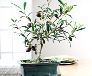 Tuscan Olive Bonsai Tree