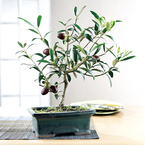 Tuscan Olive Bonsai Tree