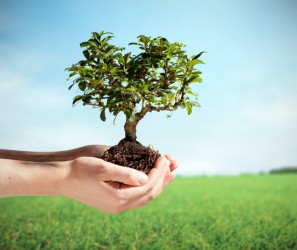 Plant a Tree