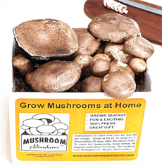 Portobello Mushroom Growing Kit