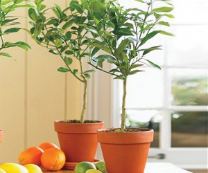 Key Lime Trees
