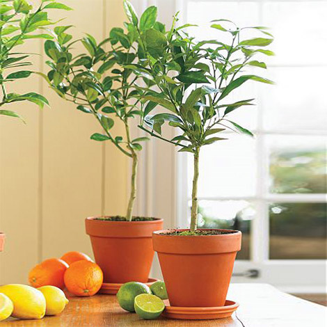 Key Lime Trees
