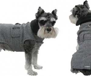 Wall Street Dog Trench Coat