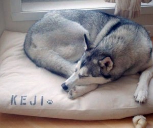 Bow Wow Beds