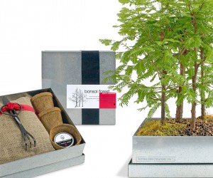 Dawn Redwood Bonsai Forest