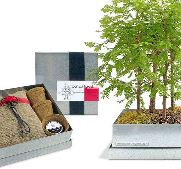 Dawn Redwood Bonsai Forest