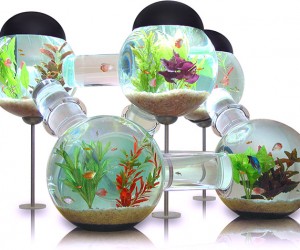 Labyrinth Aquarium