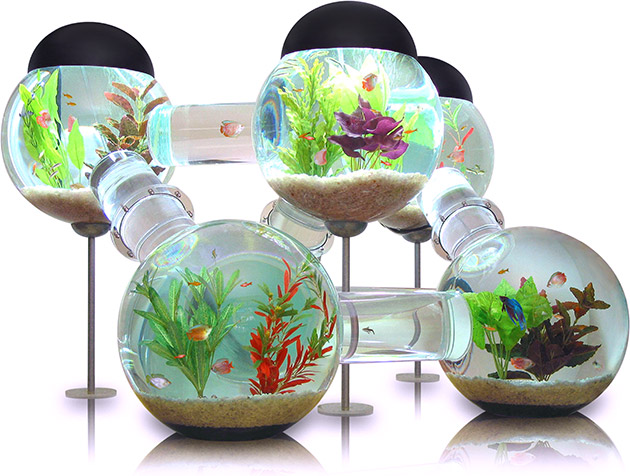 Labyrinth Aquarium