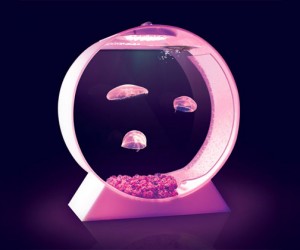 Desktop Jellyfish Tank