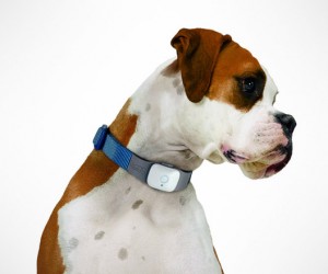 Tagg Pet Tracker