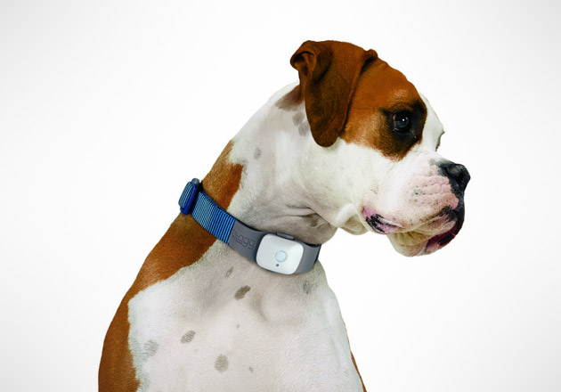 Tagg Pet Tracker