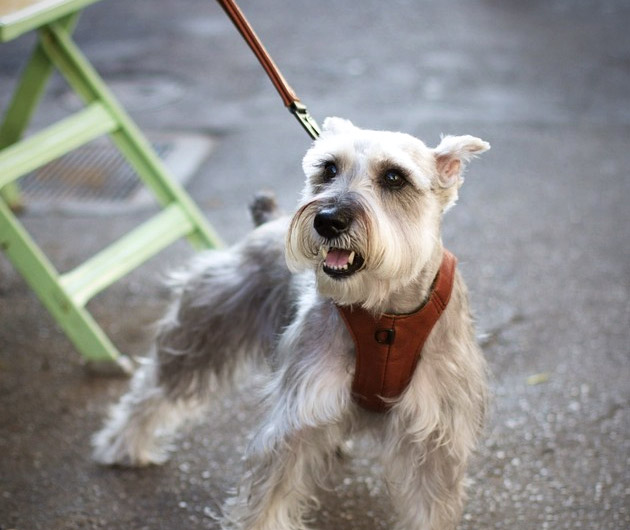 Chico & Dog Vest