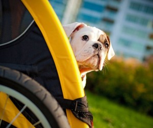 Burley Tail Wagon Bike Trailer