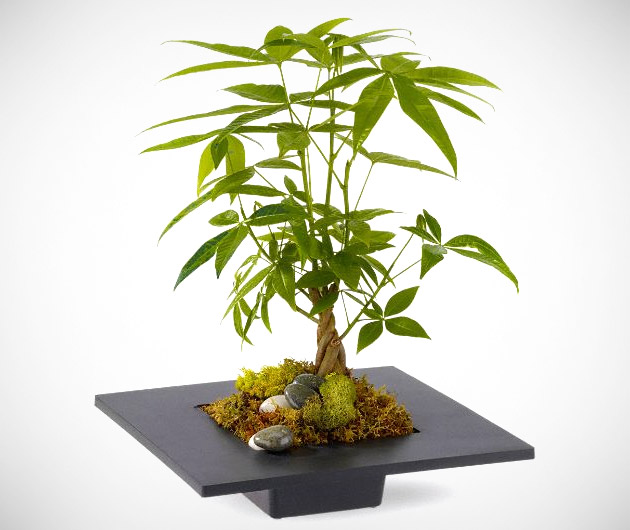 Money Tree