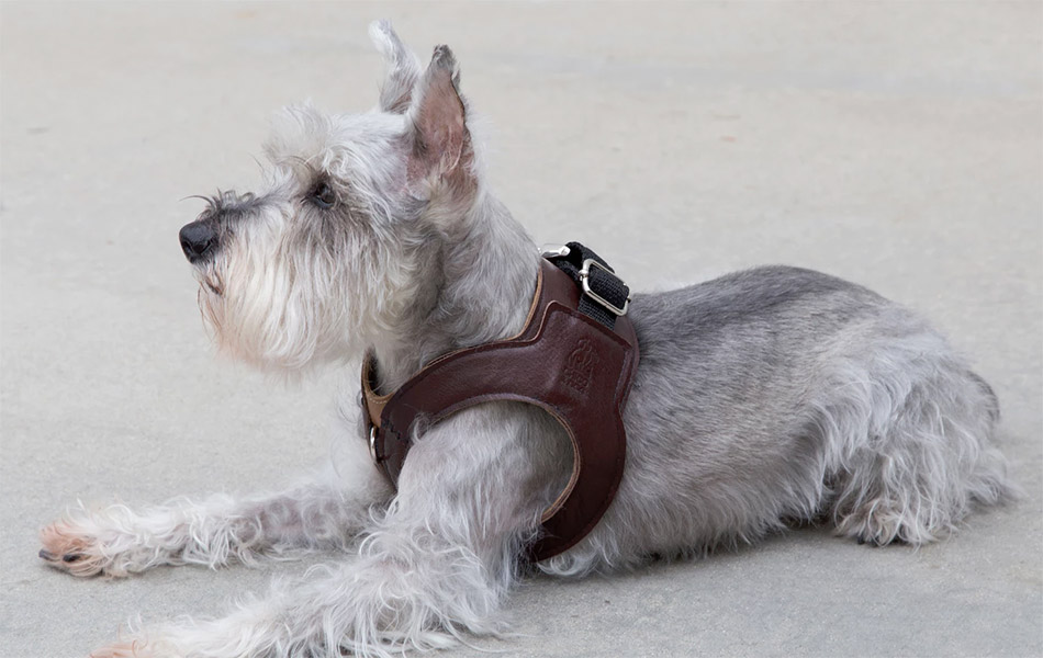 chico-dog-hemmingway-harness