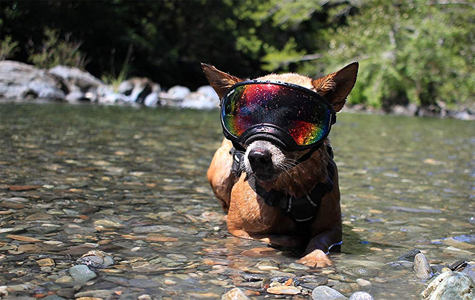 Rex Specs Dog Goggles