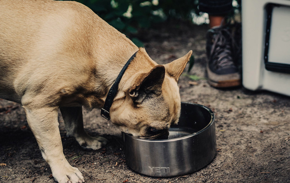 YETI Boomer 8 Dog Bowl